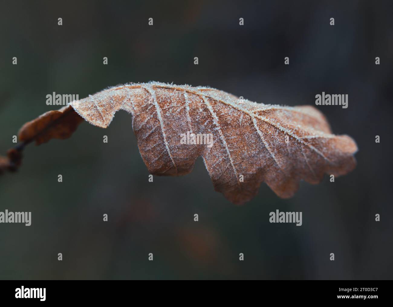 Autunno, autunno, inverno, natura, macro, foglie, foglie, gelo, giardino Foto Stock