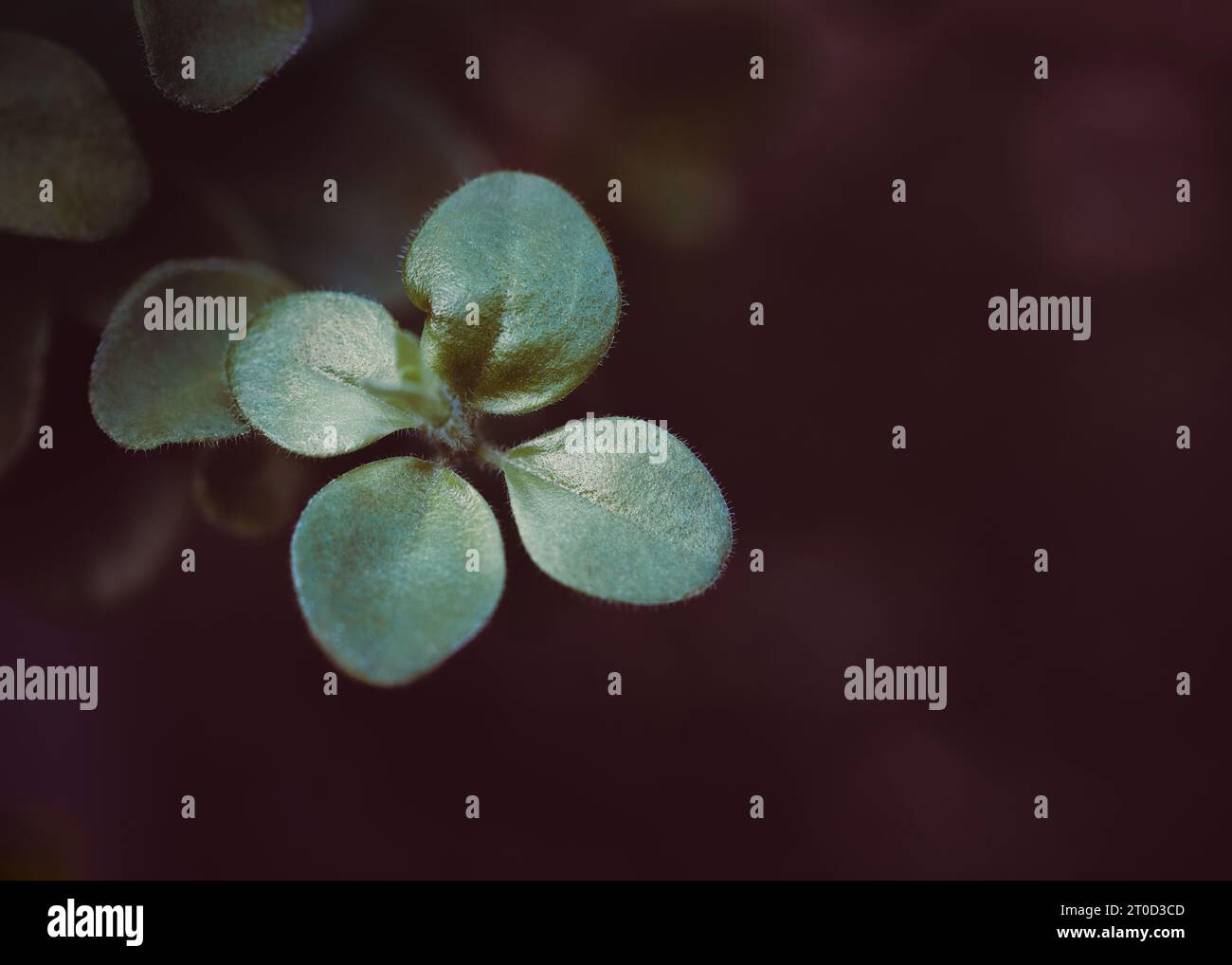 Foglie, foglie, foglie verdi, piante, piante, macro, natura Foto Stock