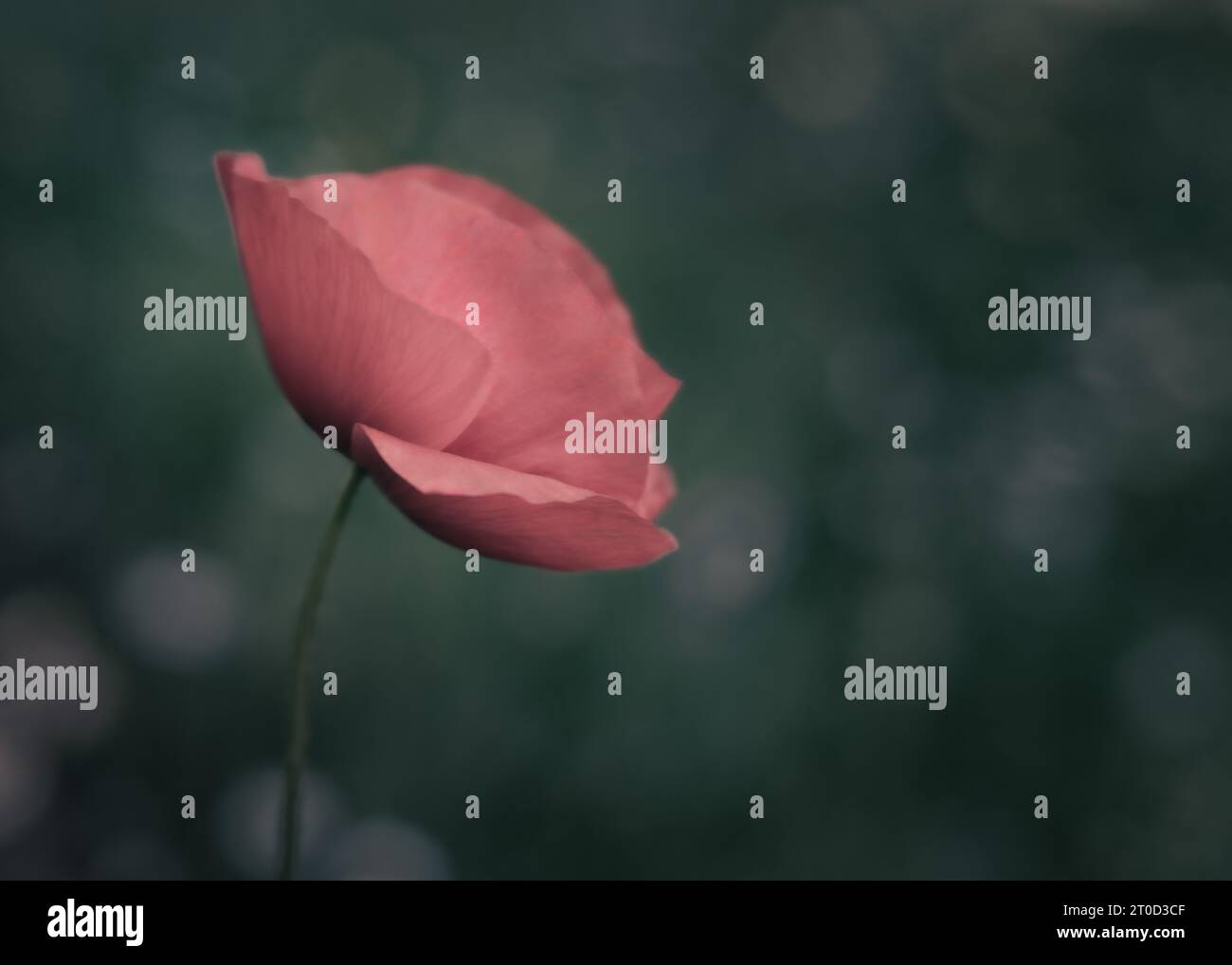 Fiore del papavero, fiori, fiore rosso, macro, natura, moody Foto Stock