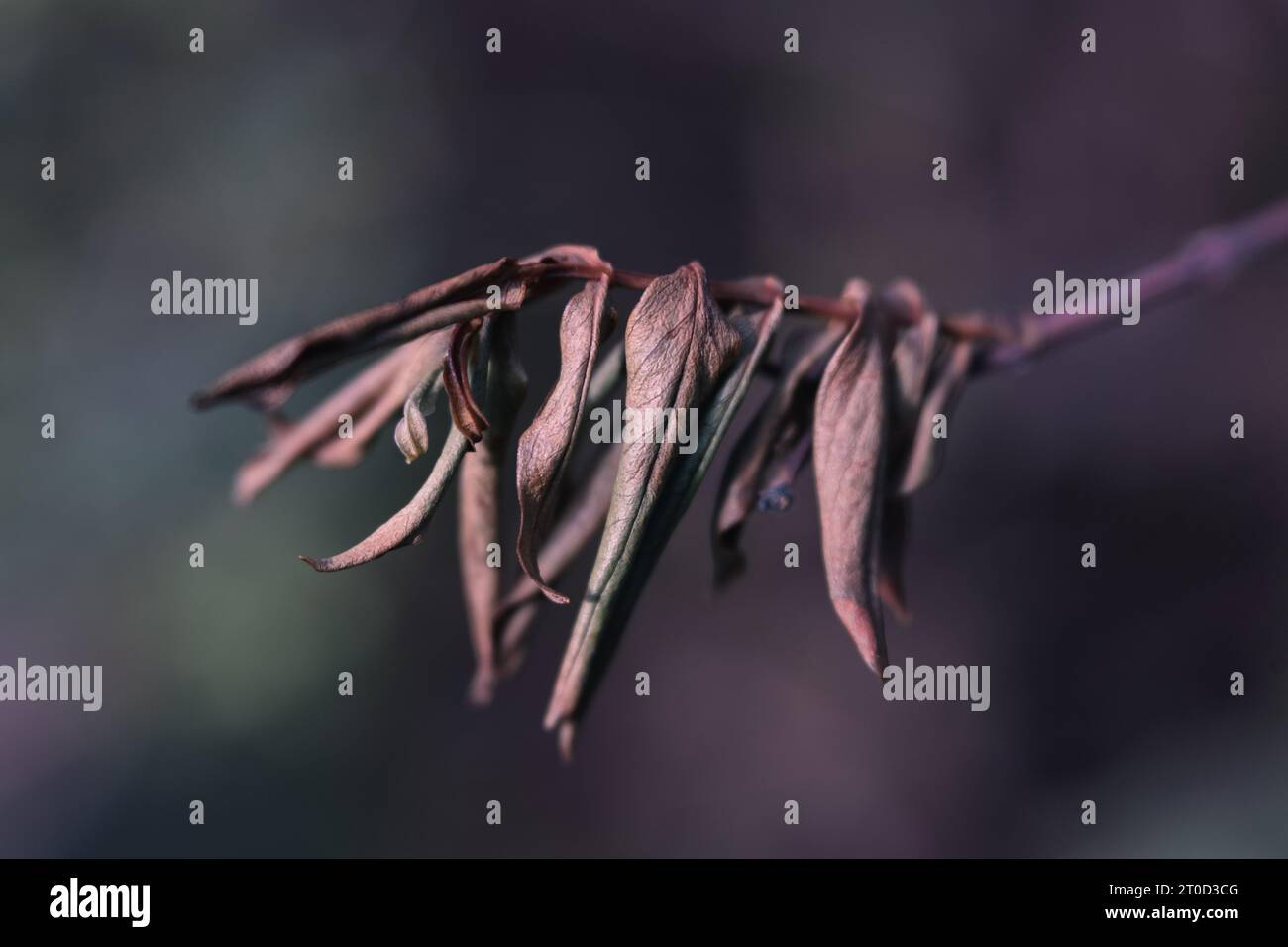 Foglie, foglie, autunno, autunno, natura, macro, all'aperto, moody Foto Stock