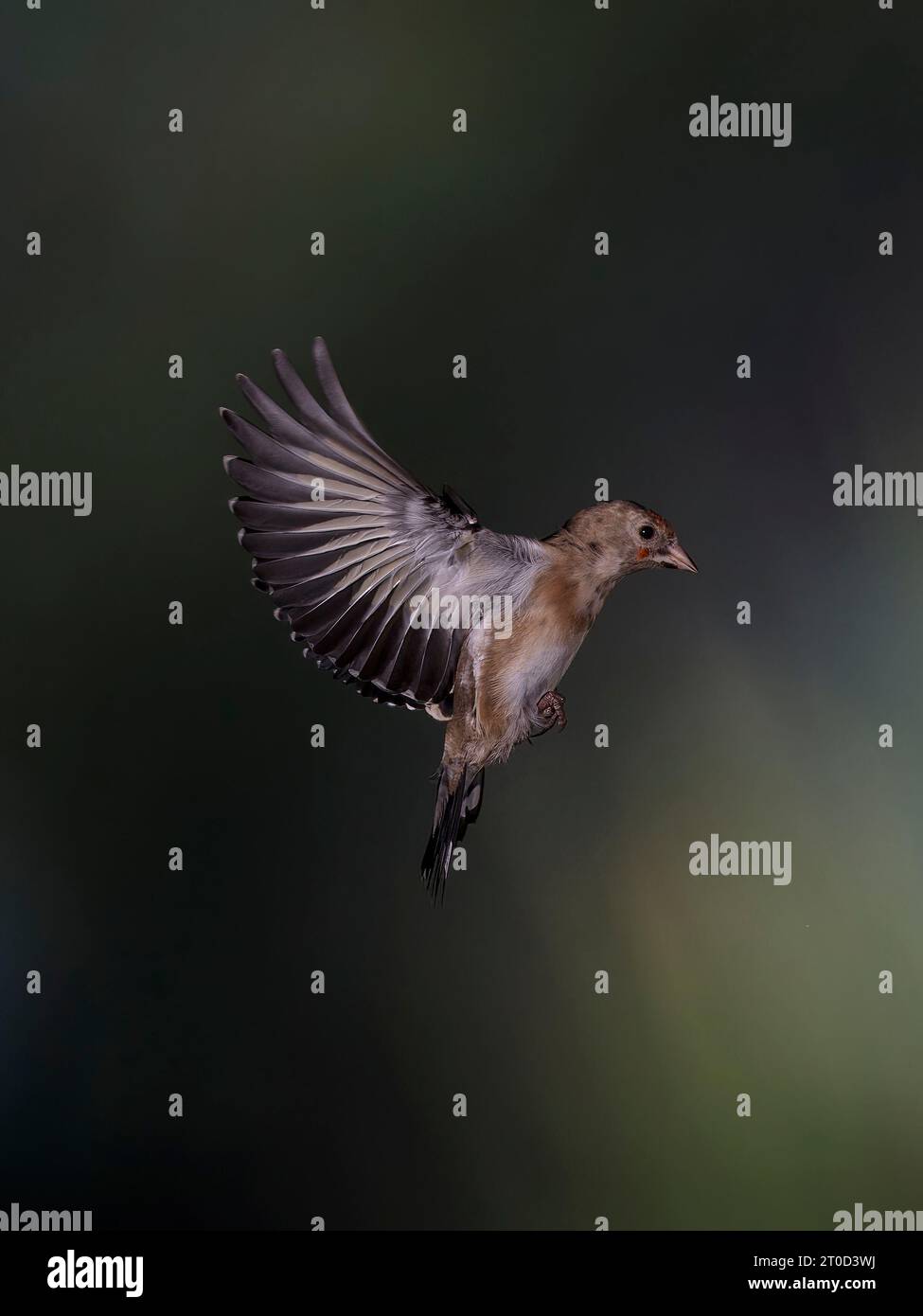 Goldfinch Carduelis Carduelis, giovane in volo. Foto Stock