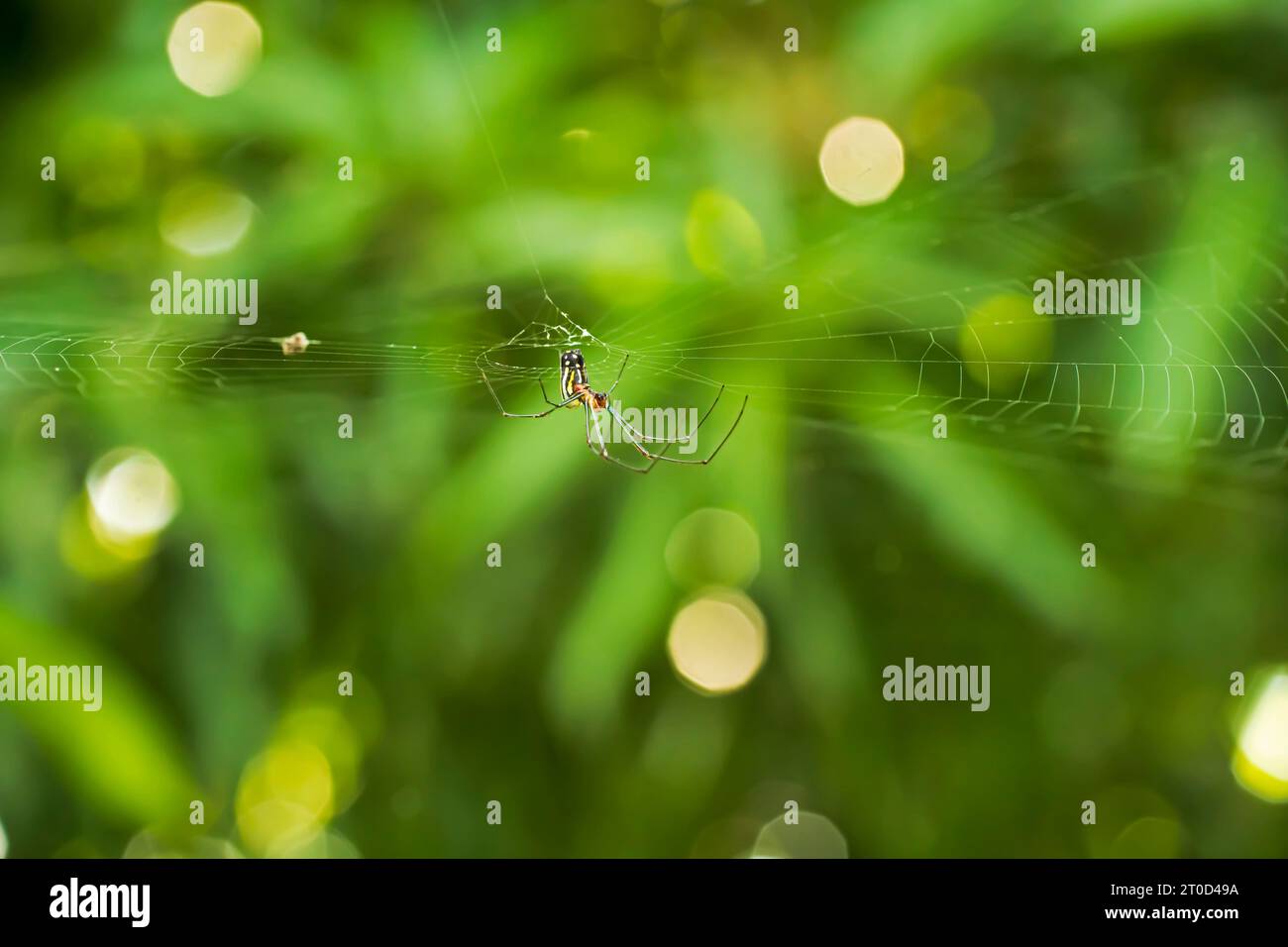 spider Leucauge argyra nella sua rete tra la vegetazione Foto Stock