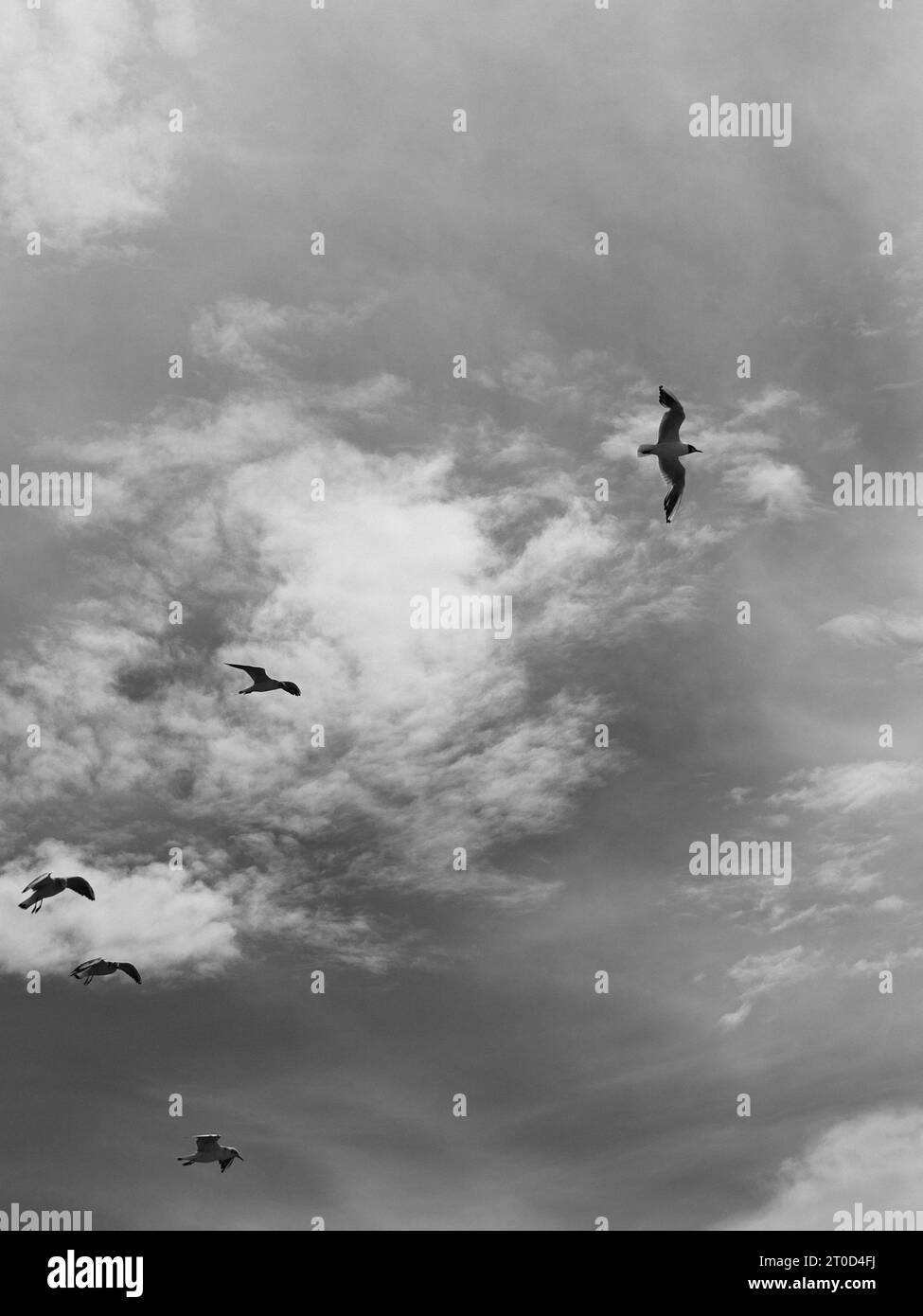 Foto in bianco e nero di uccelli nel cielo Foto Stock