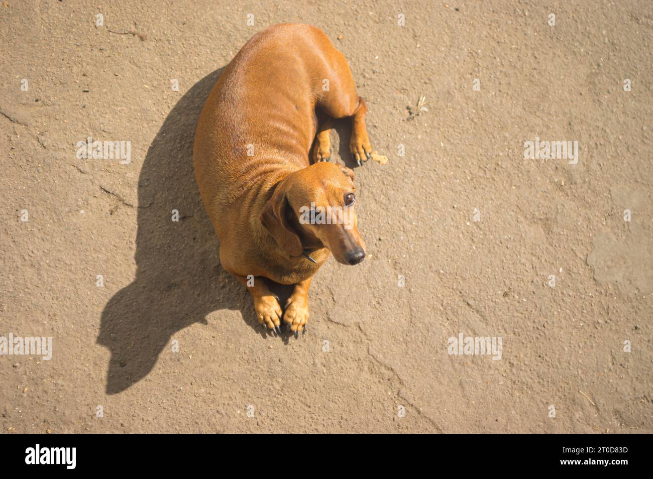 Vista dall'alto sul cane Dachshund sdraiato sulla strada durante il giorno di sole Foto Stock