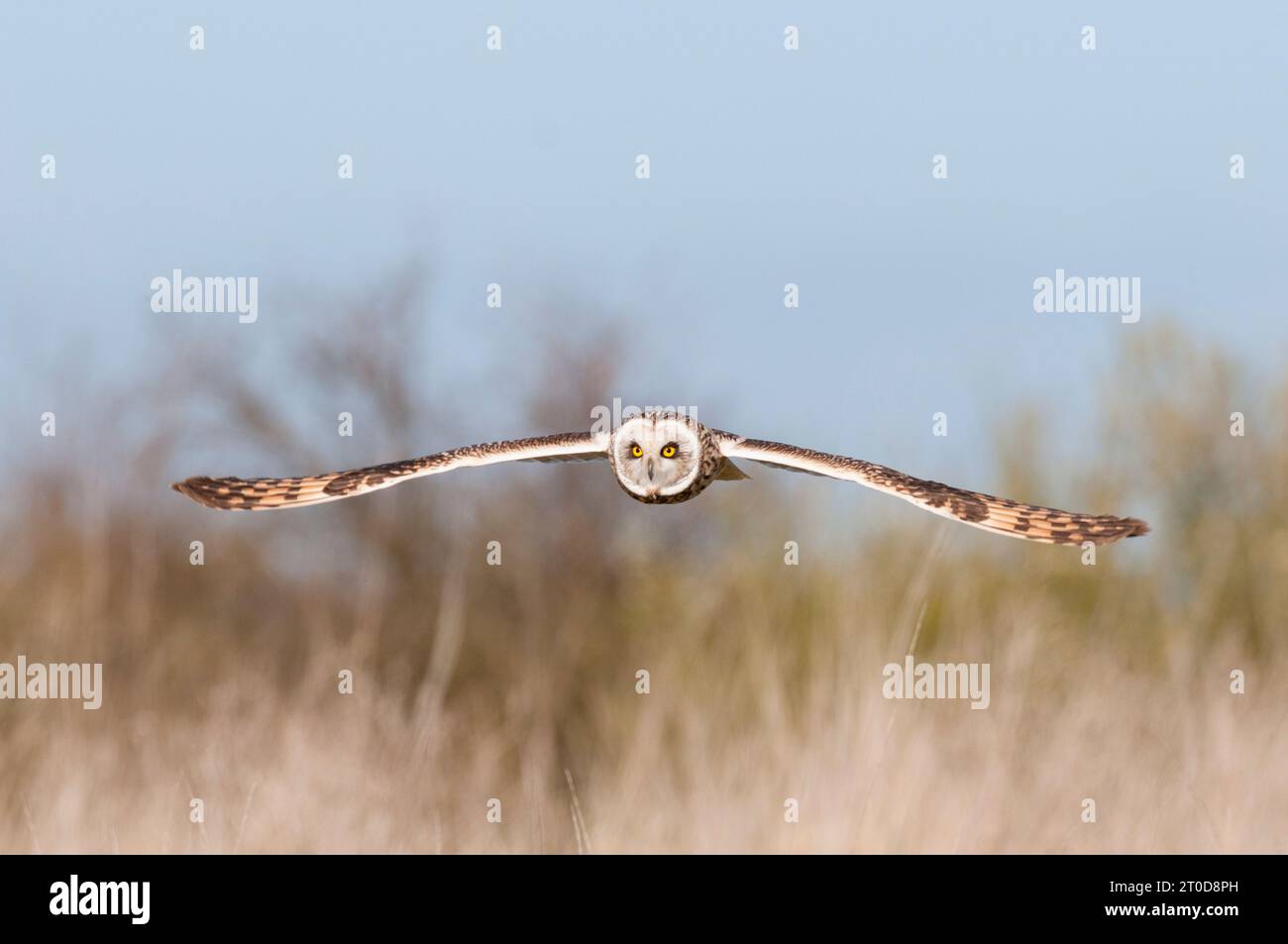 Gufo dalle orecchie corte che vola su prati accidentati, Isola di Sheppey, Kent, Inghilterra, Regno Unito Foto Stock