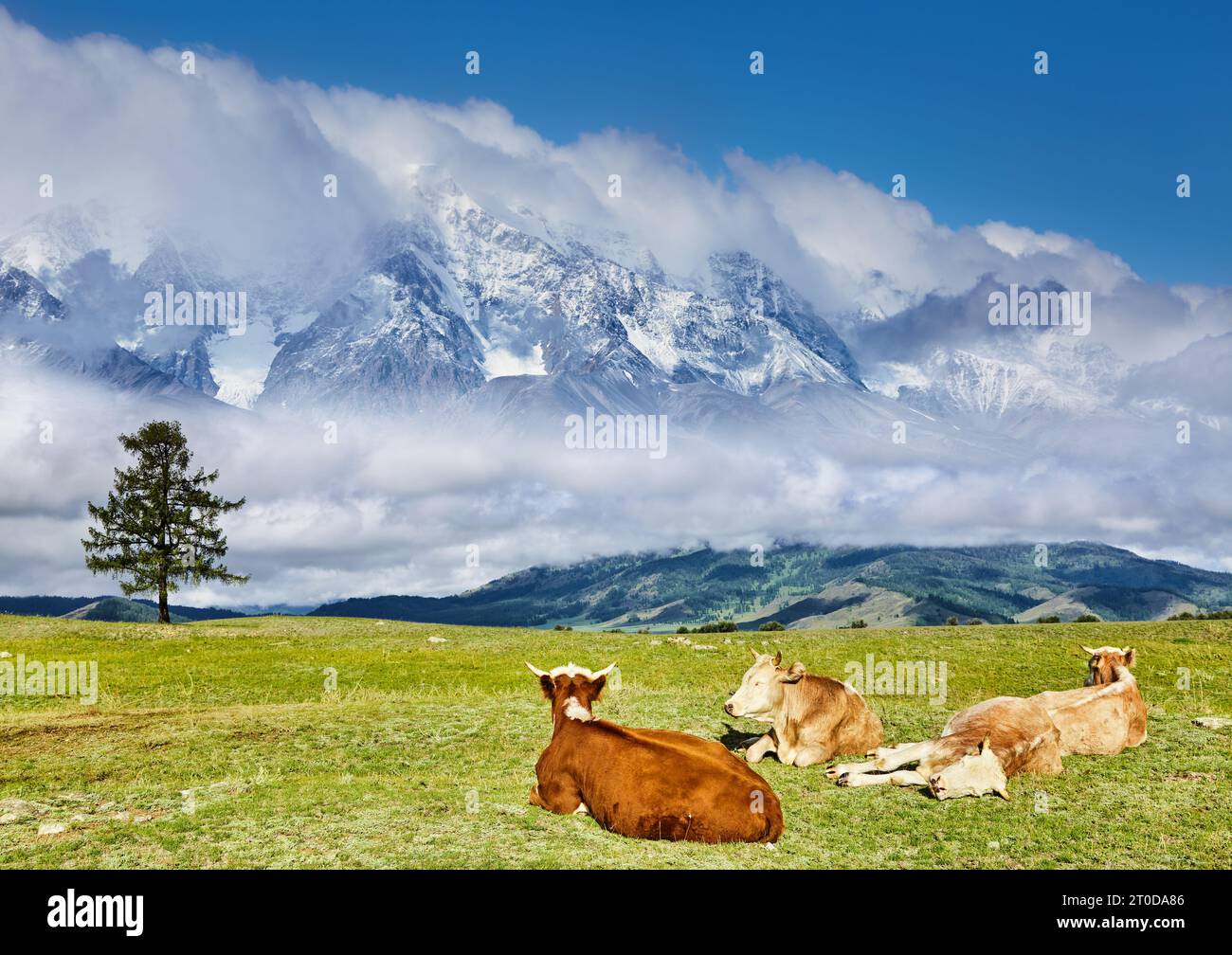 Paesaggio con montagne innevate e mucche riposanti su un prato Foto Stock