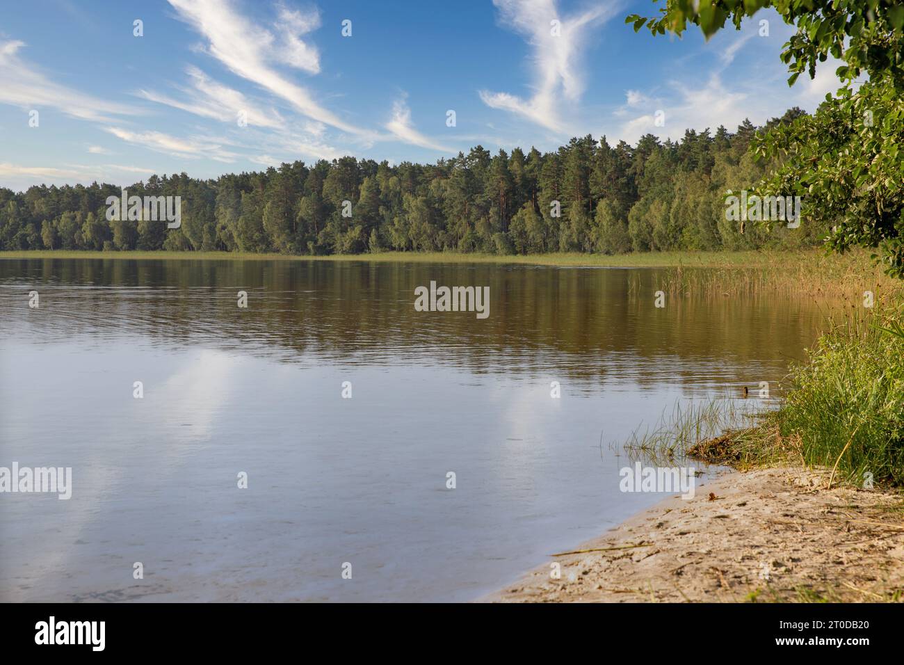 Riva del lago bianco nella regione di Rivne, Ucraina. Foto Stock
