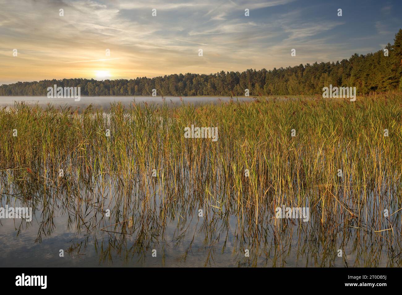Vista panoramica sull'alba del lago bianco nella regione di Rivne, Ucraina. Foto Stock