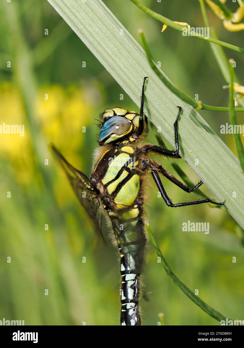 Peloso Dragonfly (Brachytron pratense) adulto a riposo, primo piano della testa e del torace, Somerset, Inghilterra, maggio Foto Stock