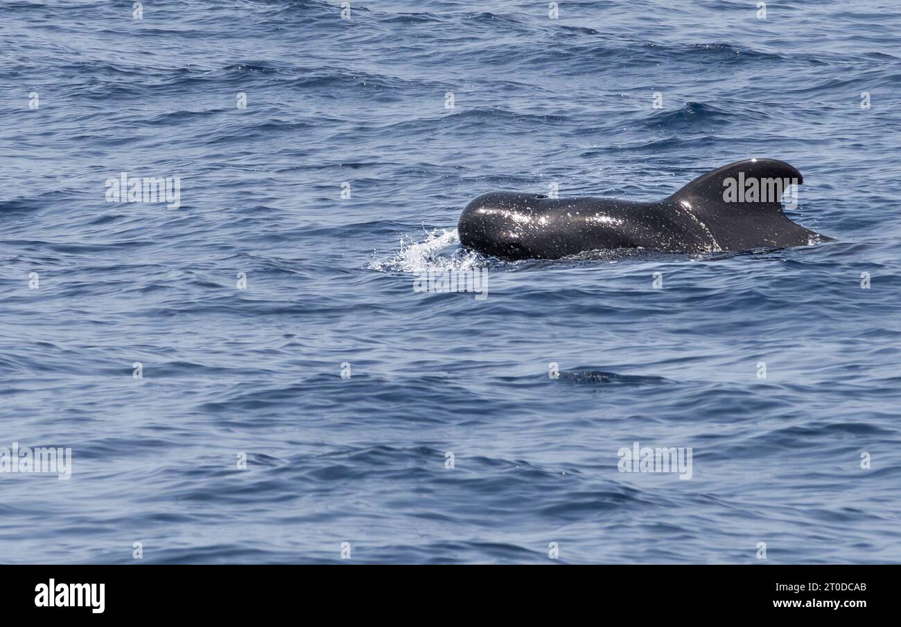 Un pilota di balena sulla costa di Tenerife nel mare Atlantico Foto Stock