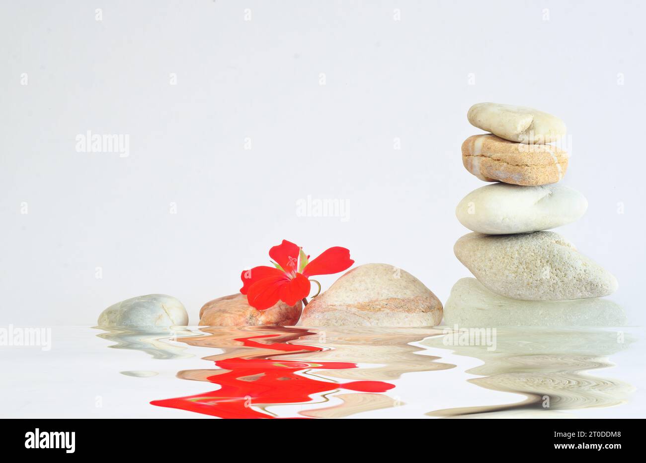 pietre spa con fiori rossi su sfondo bianco, meditazione, armonia, concetto di yoga e benessere, spazio copia gratuito Foto Stock