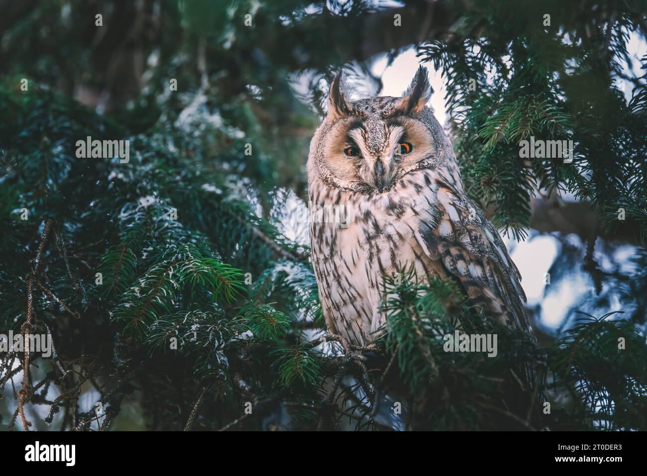 Osservazione di uccelli selvatici di civetta dalle orecchie lunghe da un ramo di pino in una foresta misteriosa Foto Stock