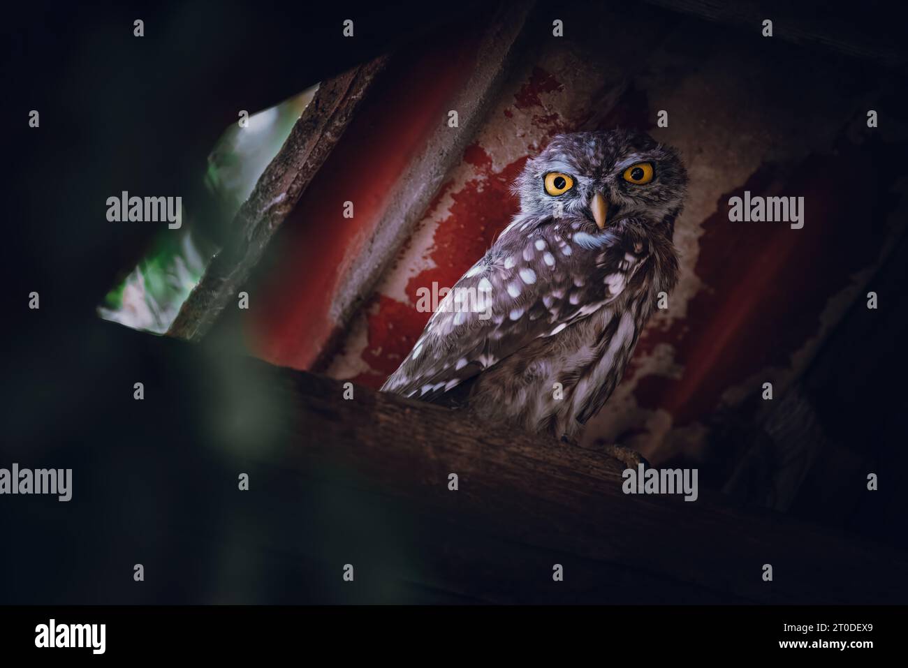 Piccolo gufo (Athene noctua) arroccato sotto il tetto in un edificio abbandonato in campagna in una foresta Foto Stock