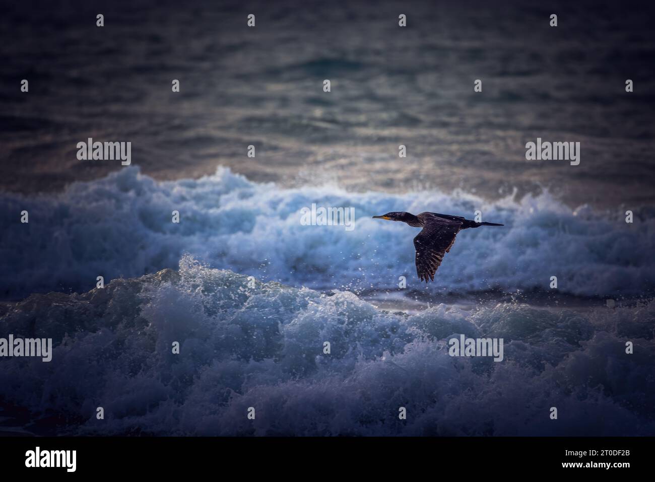 Grande cormorano o uccello carbo Phalacrocorax che vola vicino alle onde del mare durante l'alba e le onde che spruzzano Foto Stock