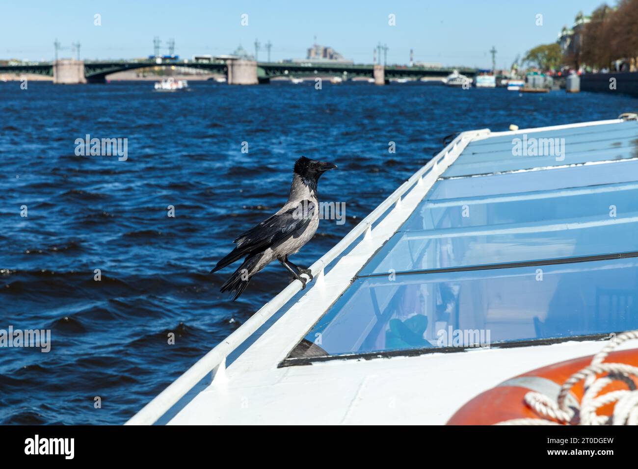 Corvo con cappuccio seduto sul tetto della barca, foto ravvicinata Foto Stock