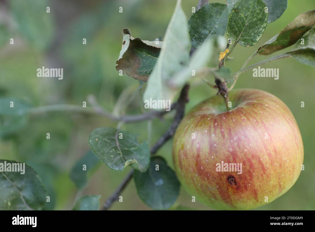 Un'unica mela macintosh matura è appesa a un vivace ramo a foglia dalle tinte autunnali, la sua pelle color rosso intenso risplende al sole e invita gli spettatori a prendere in considerazione Foto Stock