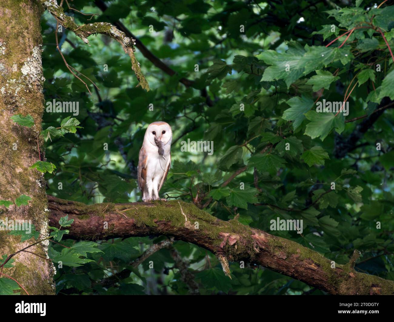 Barn Owl con la sua preda nel becco, arroccato in un albero di sicomoro, Dumfries & Galloway, Scozia Foto Stock