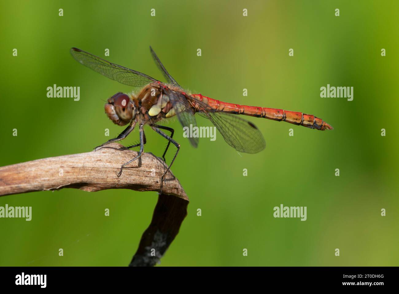 Maschio Common Darter Dragonfly, Sympetrum striolatum, Dumfries & Galloway, Scozia Foto Stock