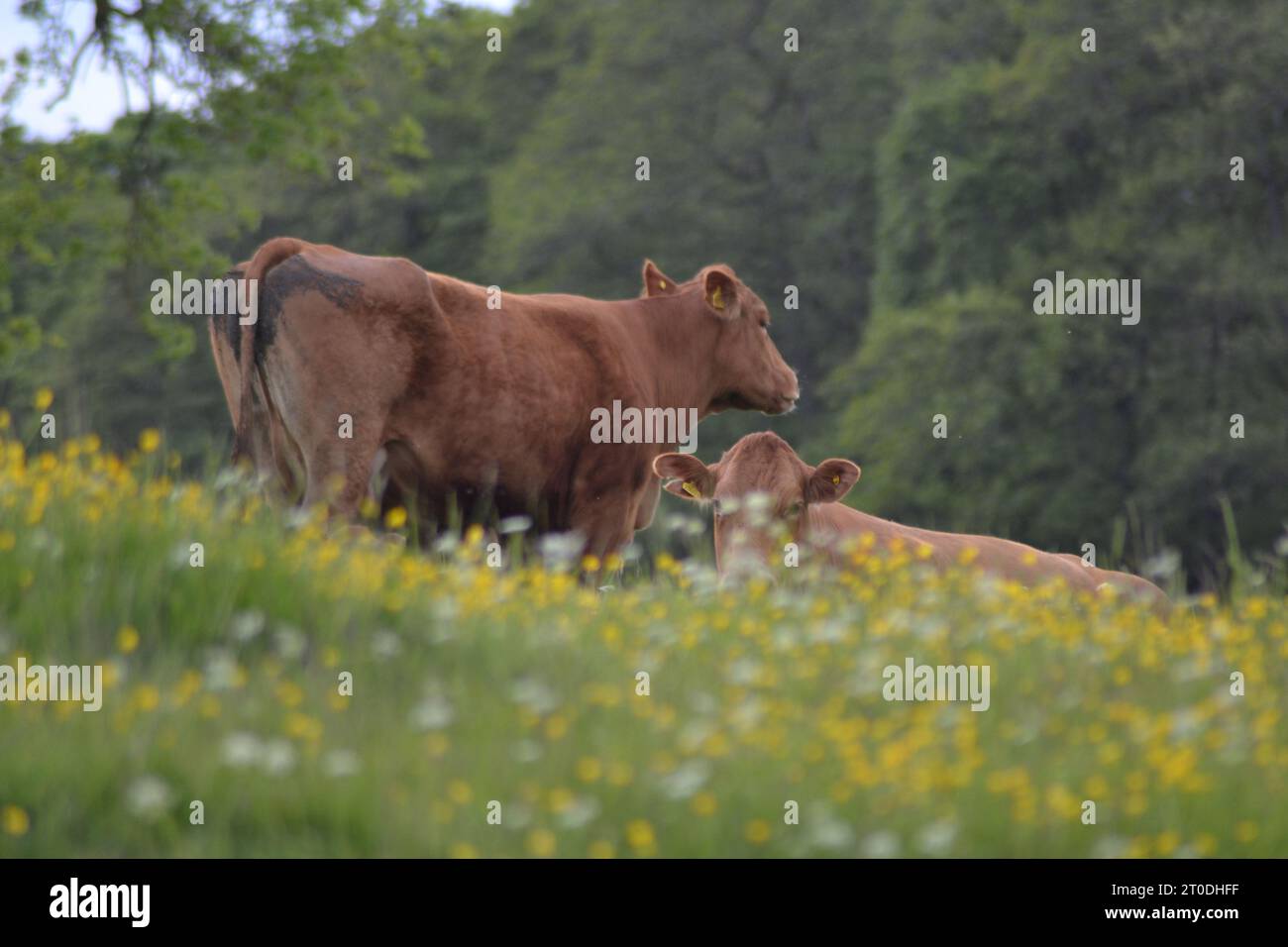 mucca e vitelli Foto Stock