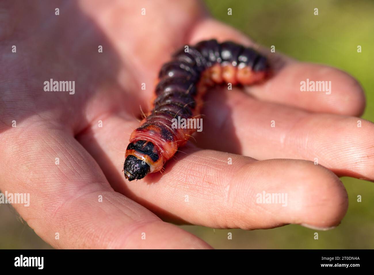 Bellissimo caterpillar arancione e nero in mano, primo piano Foto Stock