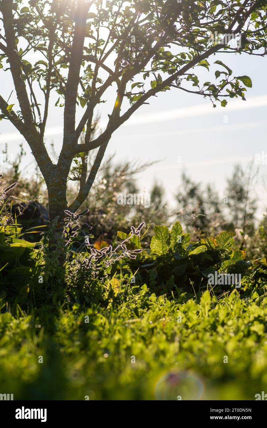 Il sole passa attraverso i rami di un albero e l'erba verde in campagna in tarda giornata estiva, vista dal basso, sdraiato sull'erba, verticale Foto Stock