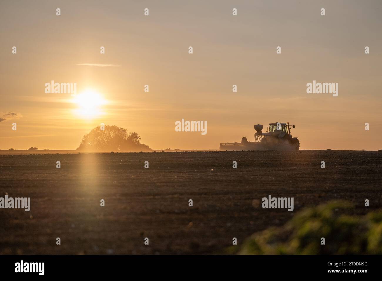 Seme mechinizzato sowgn al tramonto, in una fattoria nel kent ottobre 2023. Questo raccolto verrà raccolto alla fine dell'estate 2024 Foto Stock