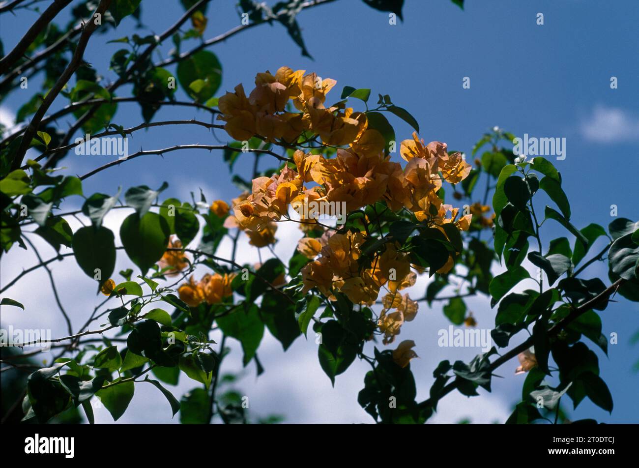 Grafton Trinidad e Tobago Peach Bougainvillea Foto Stock