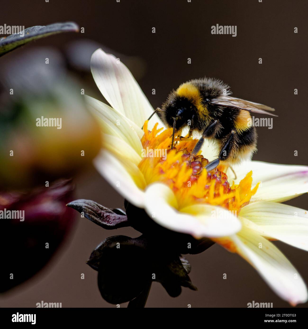 Le api dalle code bianche raccolgono polline dai fiori di Dahlia. Foto Stock