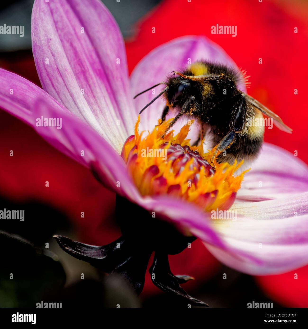 Le api dalle code bianche raccolgono polline dai fiori di Dahlia. Foto Stock