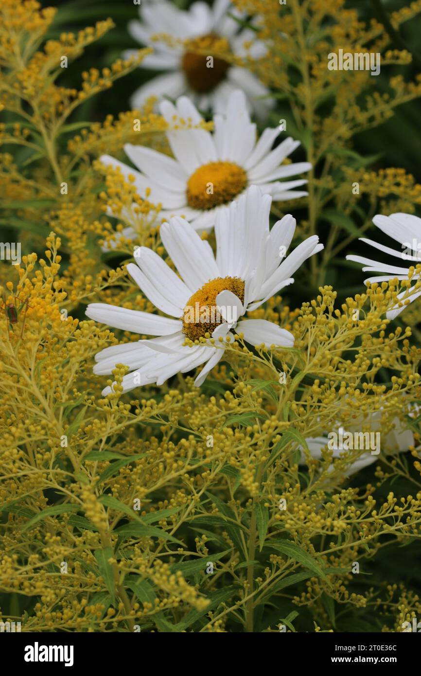 Margherita Shasta bianca, superbo Leucanthemum, di varietà sconosciuta, fiori da vicino circondati da verga gialla, Solidago, fiori con un ba sfocata Foto Stock