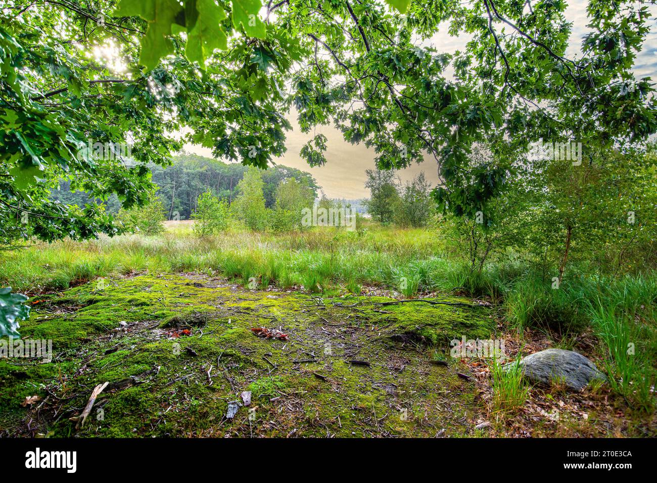 Ammira sotto la tettoia e i rami di alberi e il paesaggio con la palude vicino al Boswachterij Grolloo con il terreno coperto di muschi in primo piano Foto Stock