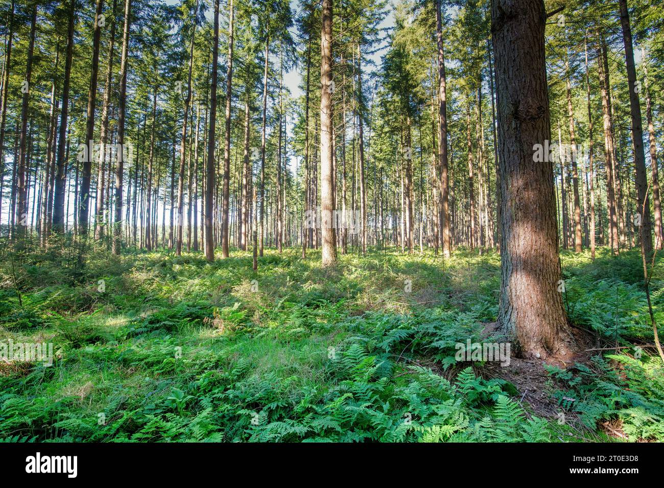 Foresta di conifere di produzione ben sviluppata con tronchi dritti di conifere con un sottobosco di un ibrido della felce di Buckler, Dryopteris d Foto Stock