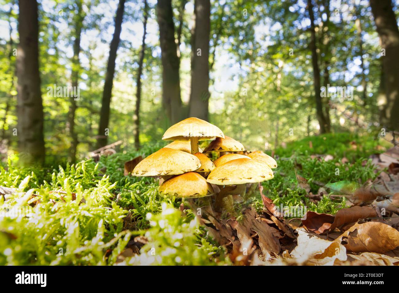 Primo piano di un gruppo di pietra Brimstone comune, Hypholoma fasciculare, che cresce in un terreno boschivo circondato da muschi verdi e foglie di faggio essiccate contro un Foto Stock