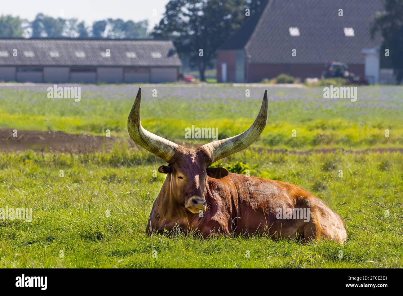 Primo piano di un bovino rosso marrone Watusi, Bos taurus indicus, adagiato in un prato verde e masticando la canna, con enormi corna e mosche sul corpo e una fa Foto Stock