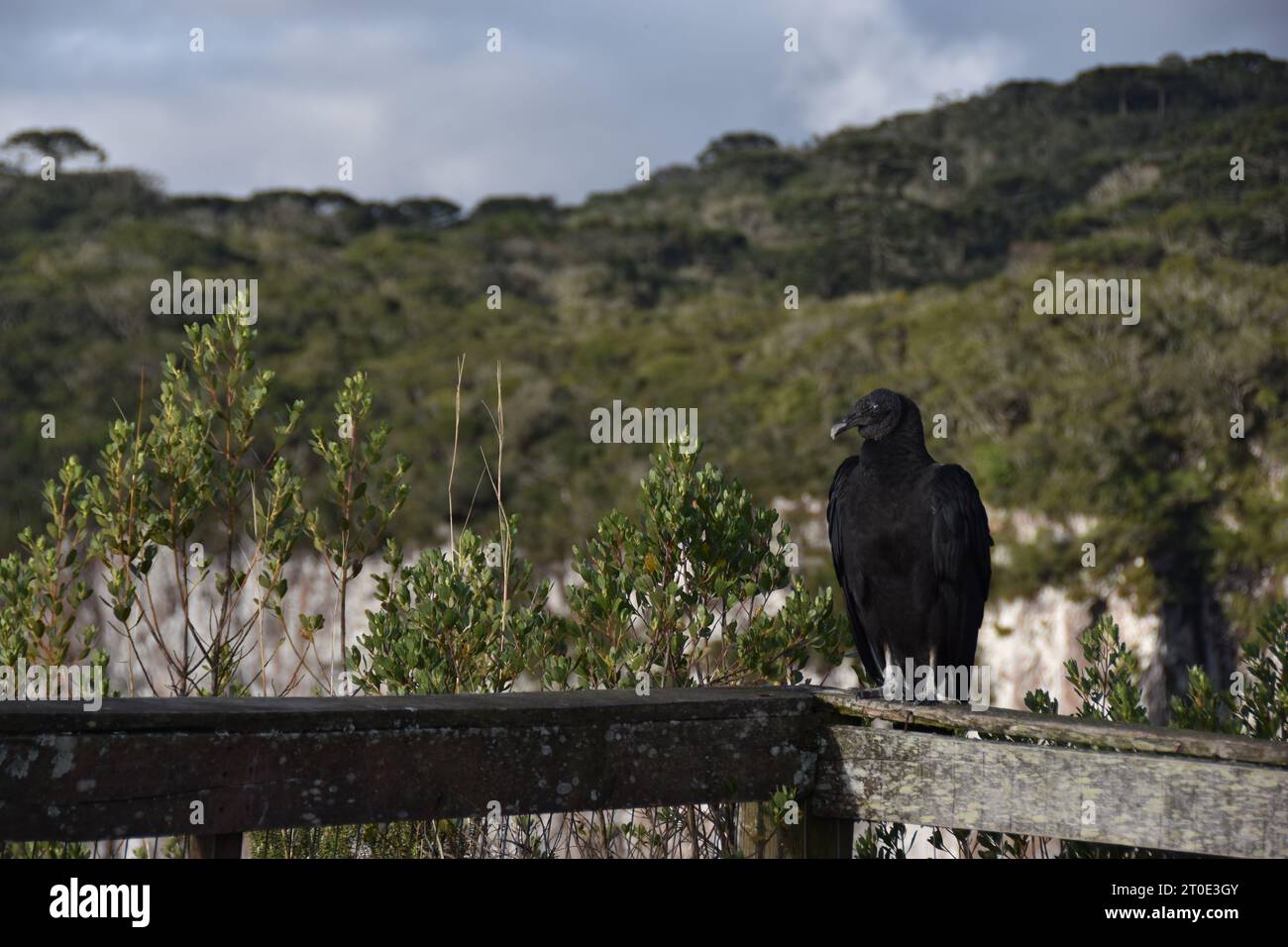 Cambará do sul - Rio grande do sul - Brasile Foto Stock