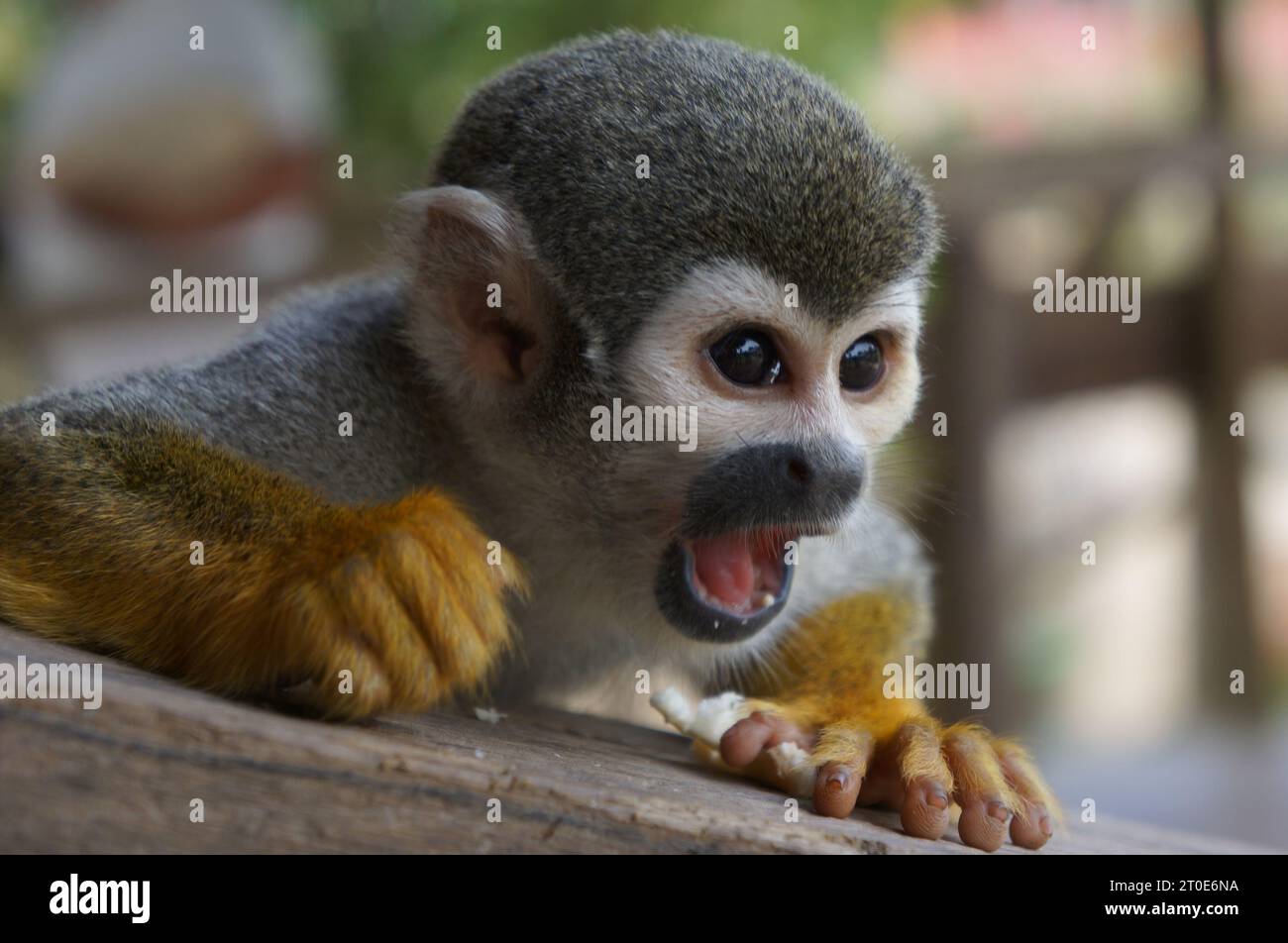 Foresta pluviale amazzonica e le sue diverse specie Foto Stock