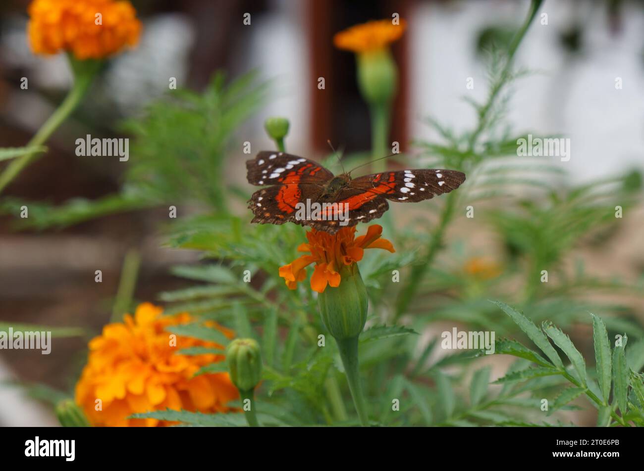 Foresta pluviale amazzonica e le sue diverse specie Foto Stock