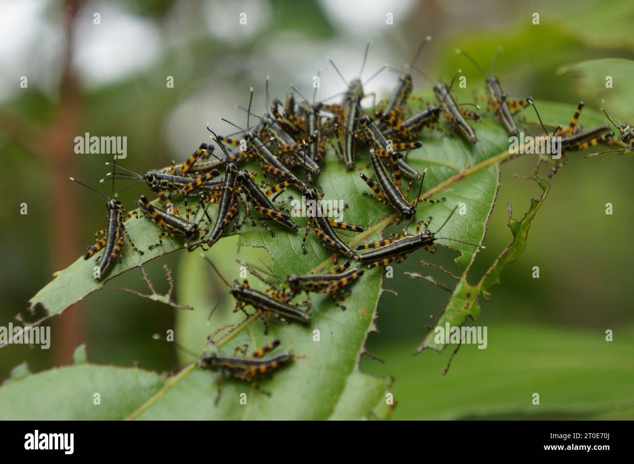 Foresta pluviale amazzonica e le sue diverse specie Foto Stock