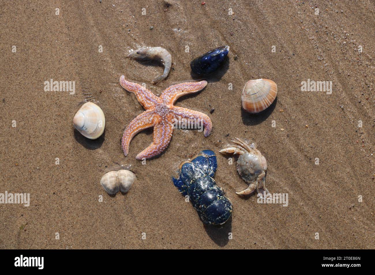 Creature marine su Sandy Beach Blue Lobster Tail, Starfish, gamberi, granchio, cozze e crostacei Seashells Foto Stock