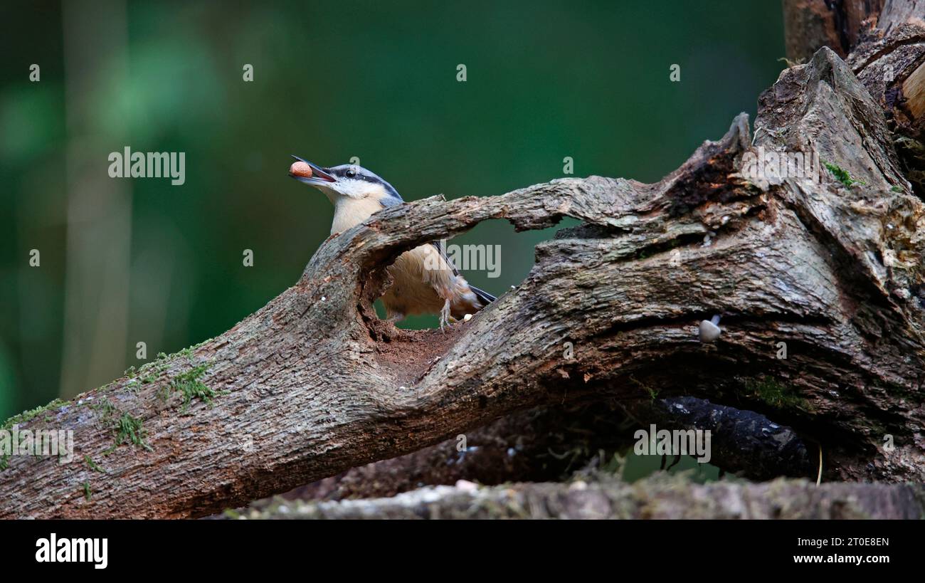 Nuthatch raccoglie noci nel bosco Foto Stock