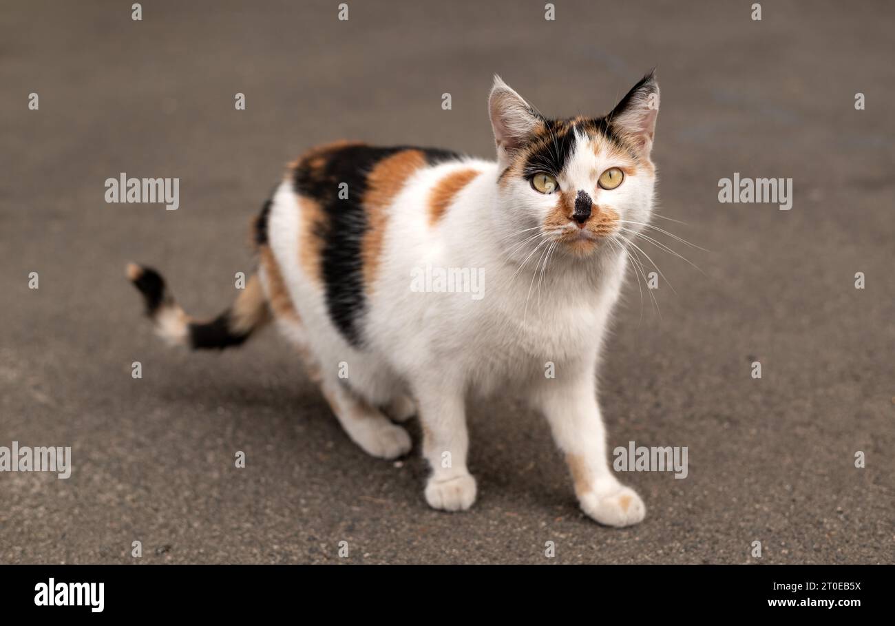 Gatto da strada solitario e spaventato che guarda la fotocamera contro l'asfalto. Foto Stock