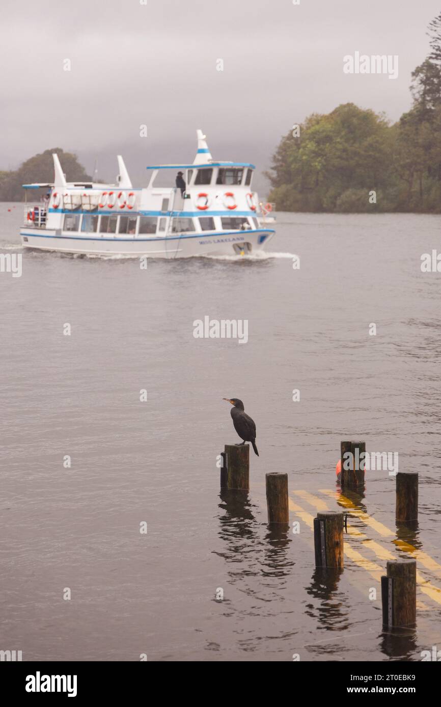 Windermere Cumbria, Regno Unito. 6 ottobre 2023. Meteo Lago Windermere i turisti si vestono per il vento forte e la pioggia forte credito: Gordon Shoosmith/Alamy Live News Foto Stock