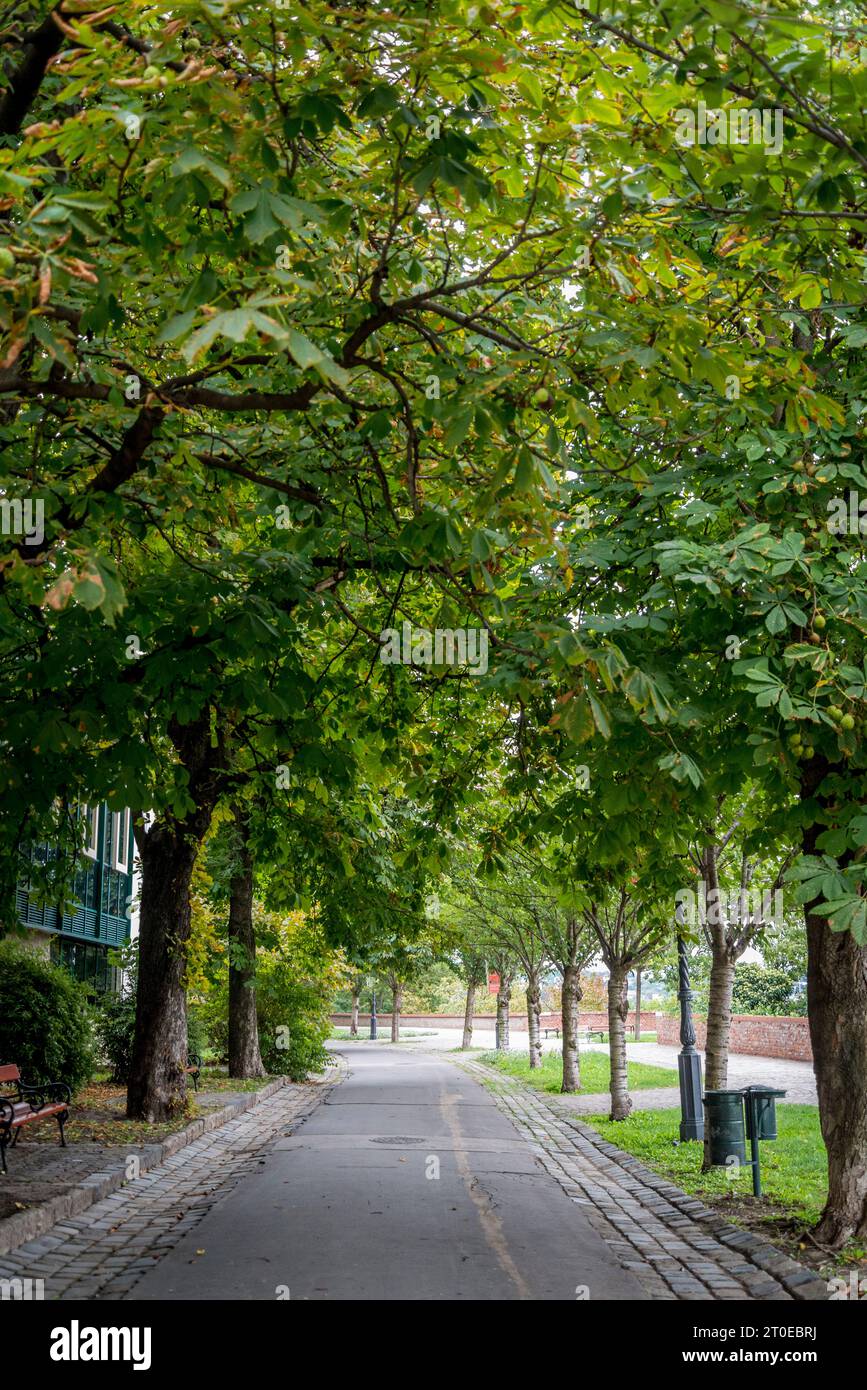 Tóth Árpád Promenade, quartiere del Castello di Buda, Budapest, Ungheria, Budapest, Ungheria Foto Stock