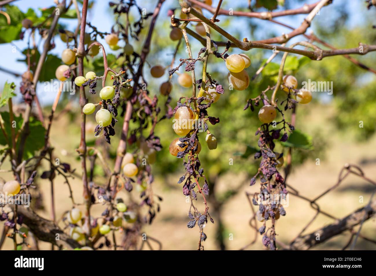 uva secca malata. Grappoli di uva verde con frutta secca sulla vite. Foto Stock