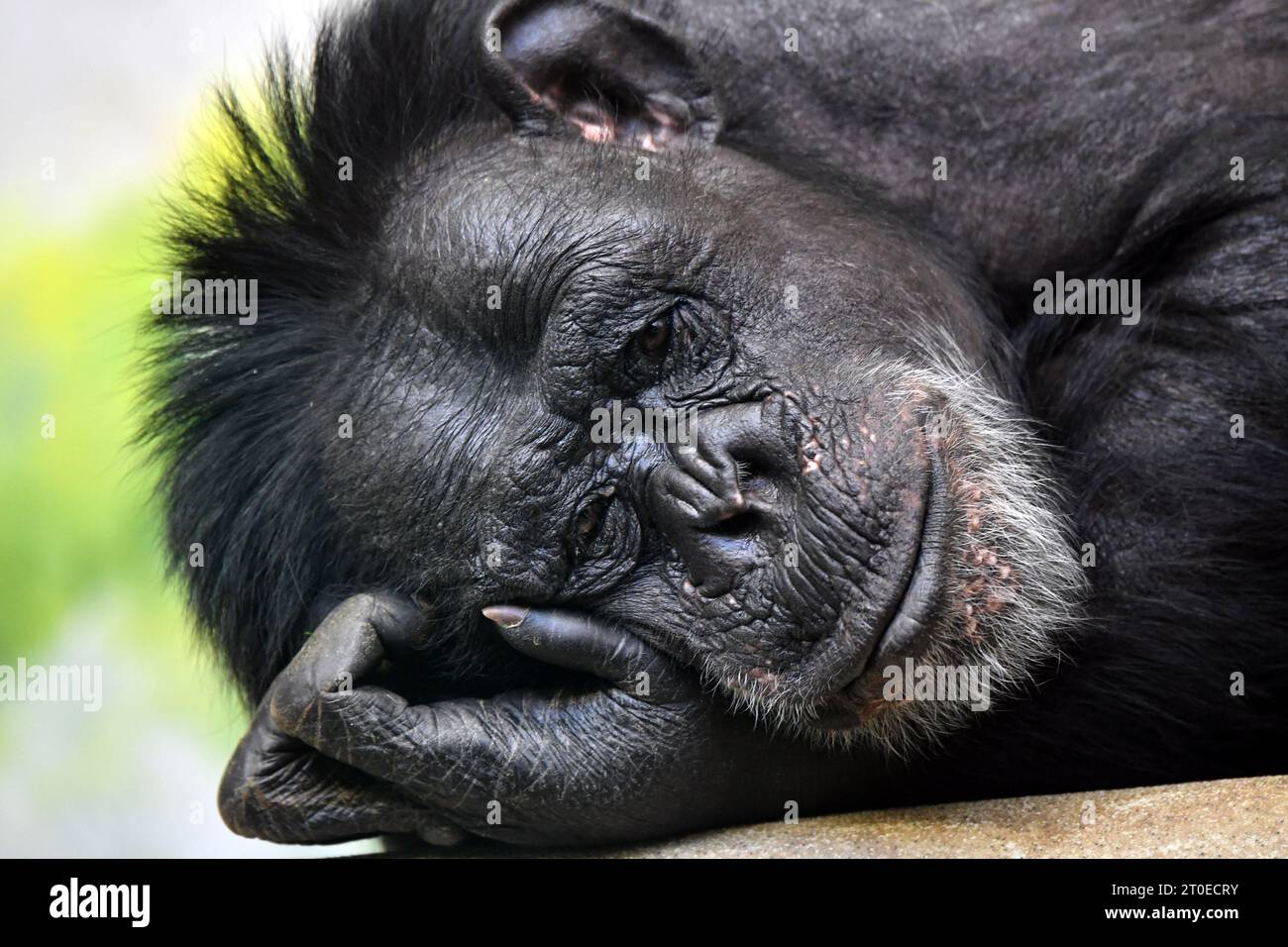 6 ottobre 2023, Liberec, Repubblica Ceca: Uno scimpanzé (Pan troglodytes) guarda le persone allo zoo di Liberec nella Repubblica Ceca. Gli scimpanzé sono una specie di grandi scimmie del genere Pan. Fanno strumenti e li usano per acquisire cibo e per esposizioni sociali, e hanno strategie di caccia sofisticate che richiedono cooperazione, influenza e rango. (Immagine di credito: © Slavek Ruta/ZUMA Press Wire) SOLO USO EDITORIALE! Non per USO commerciale! Foto Stock