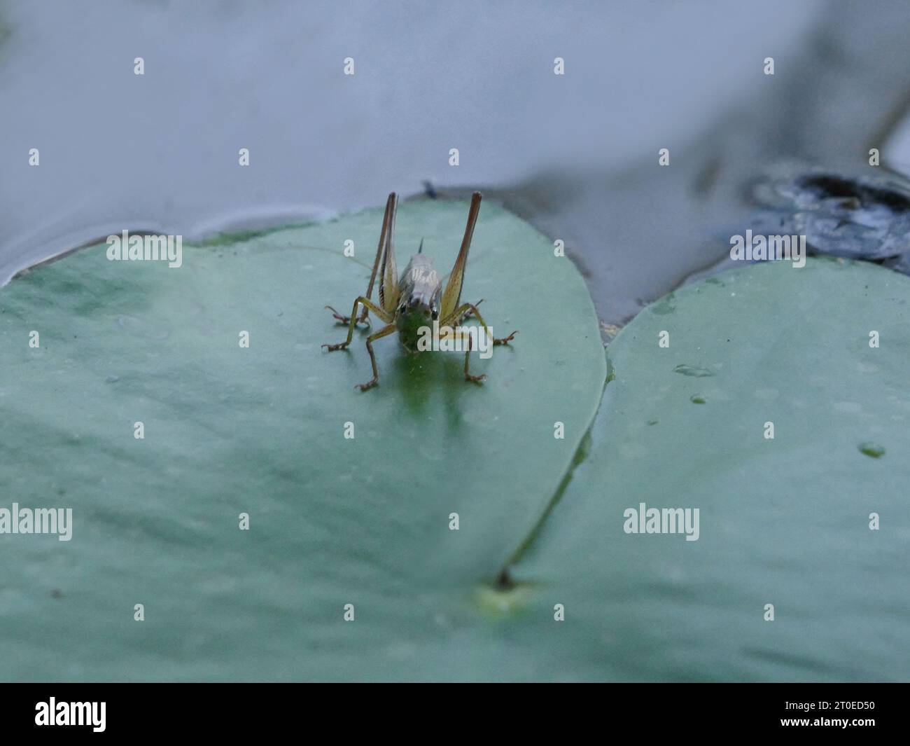 Grasshopper su una foglia di un giglio d'acqua, giovane insetto Foto Stock