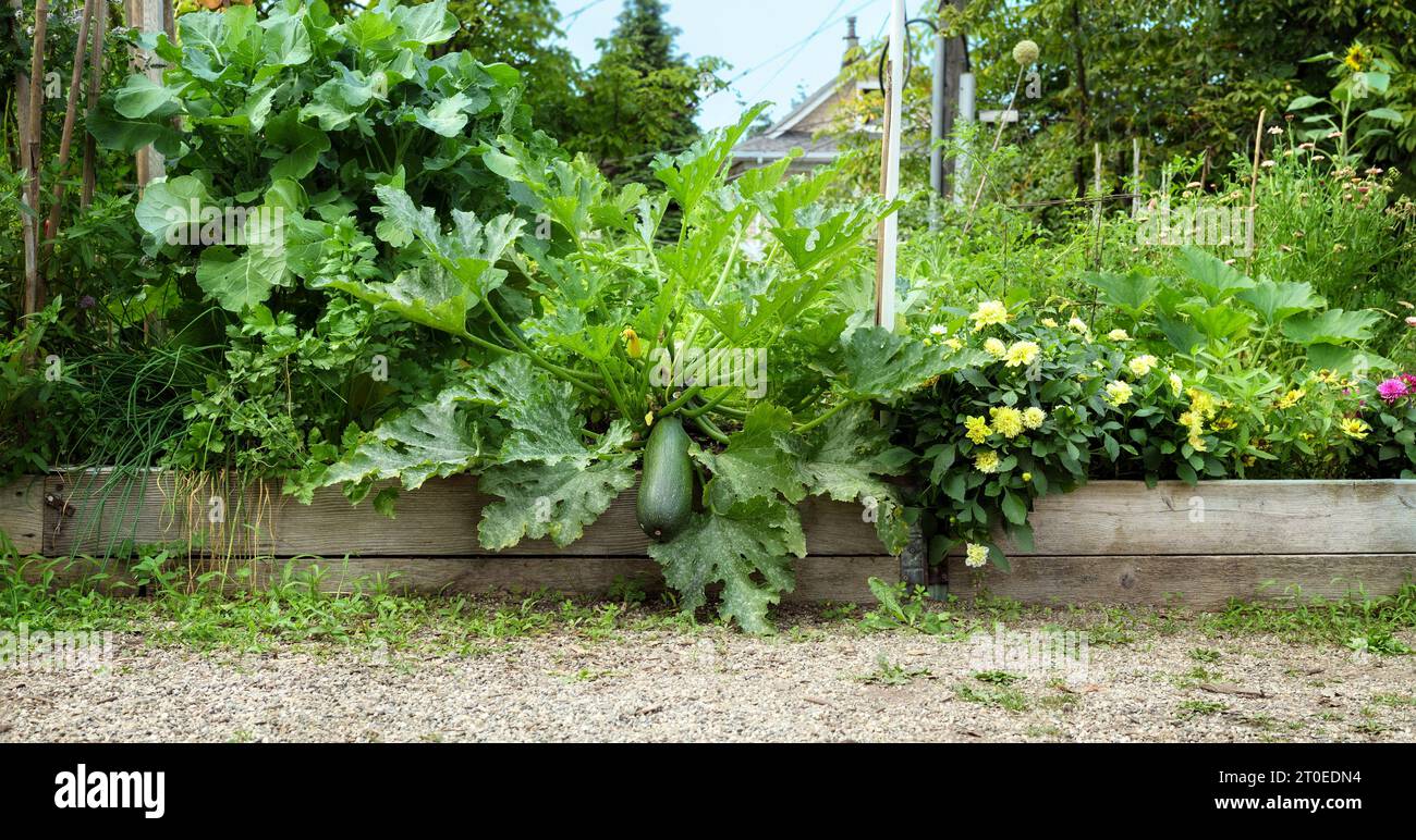 Pianta di zucchine gigante nel letto da giardino. Grandi zucchine verdi che crescono in un letto da giardino sopraelevato con altre piante di zucca e molti tipi di fiori. Su Foto Stock
