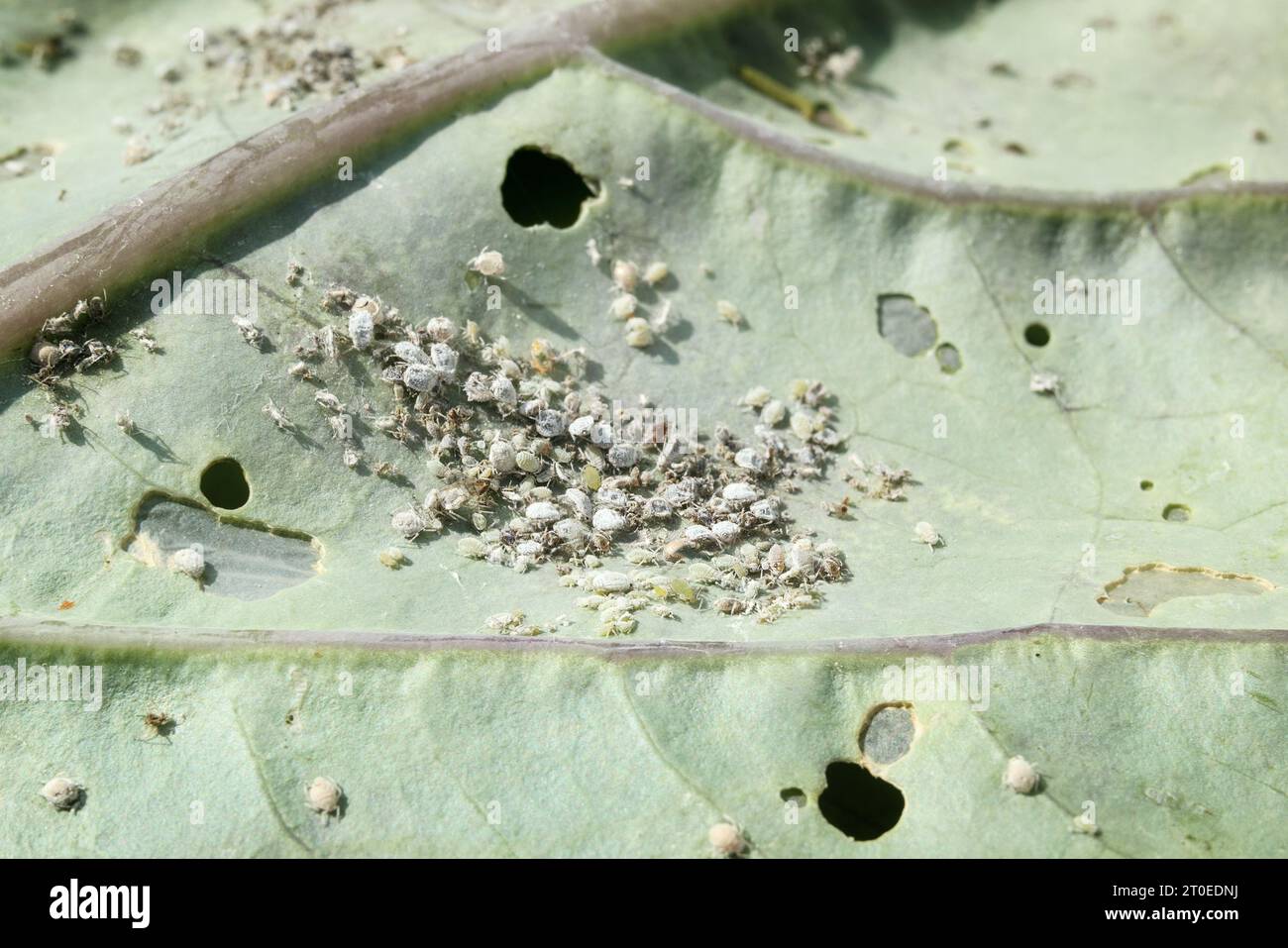 Infestazione da afidi grigie e danni alle larve di cavolo sulle foglie di rapa viola. Vista prospettica di un grande gruppo di afidi cavoli o di Brevicoryne b Foto Stock