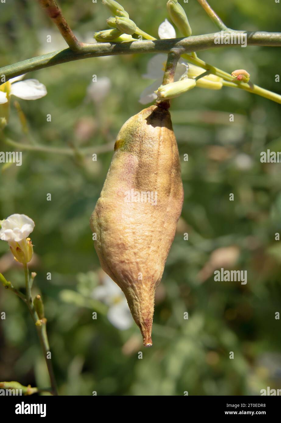 La cialda di semi di ravanello marrone sul ramo o sul ramoscello è quasi pronta per aprirsi. Primo piano di una pianta di ravanelli in fiore destinata ai semi con una vegetazione lussureggiante sfocata Foto Stock