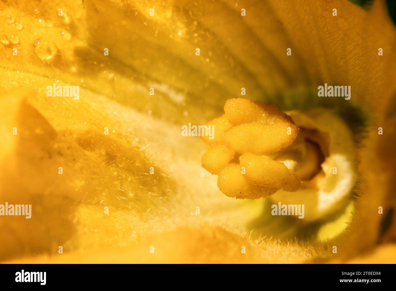 Fiore maschile di zucchine da vicino. Vista prospettica del grande polline giallo arancio da zucchine, zucca estiva o pianta di famiglia di zucca. Può essere impollinato da Foto Stock